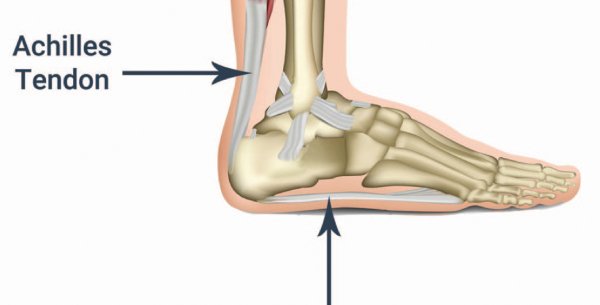 An anatomical diagram of the foot highlighting the Achilles tendon, connecting the calf muscles to the heel bone